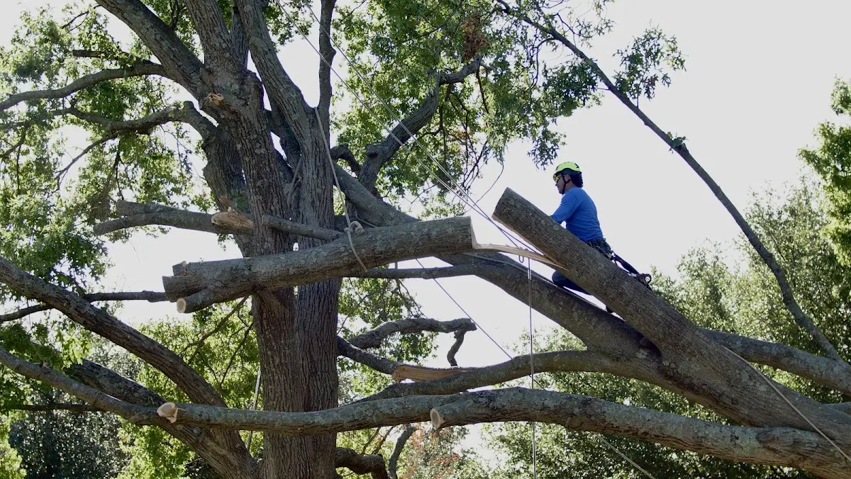 Professional Crown Thinning performed by certified arborists in Church Point