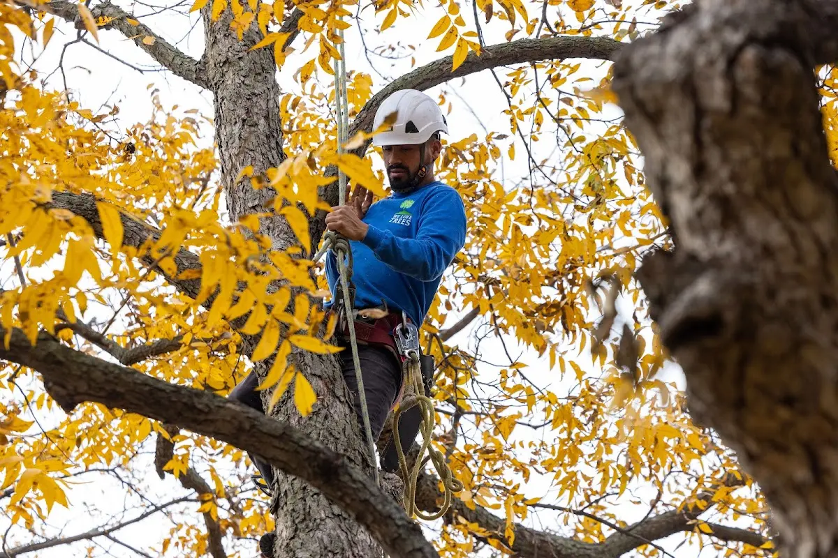 Skilled Tree Pruning crew working in Church Point