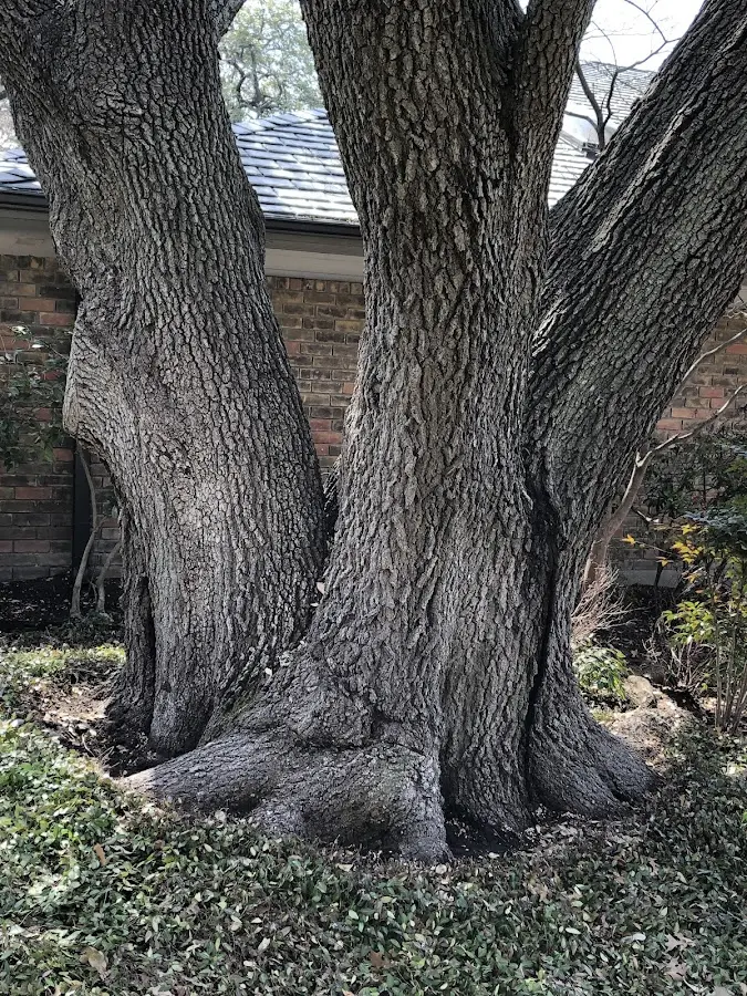 Mature heritage tree close to a Church Point property cared for by certified arborists
